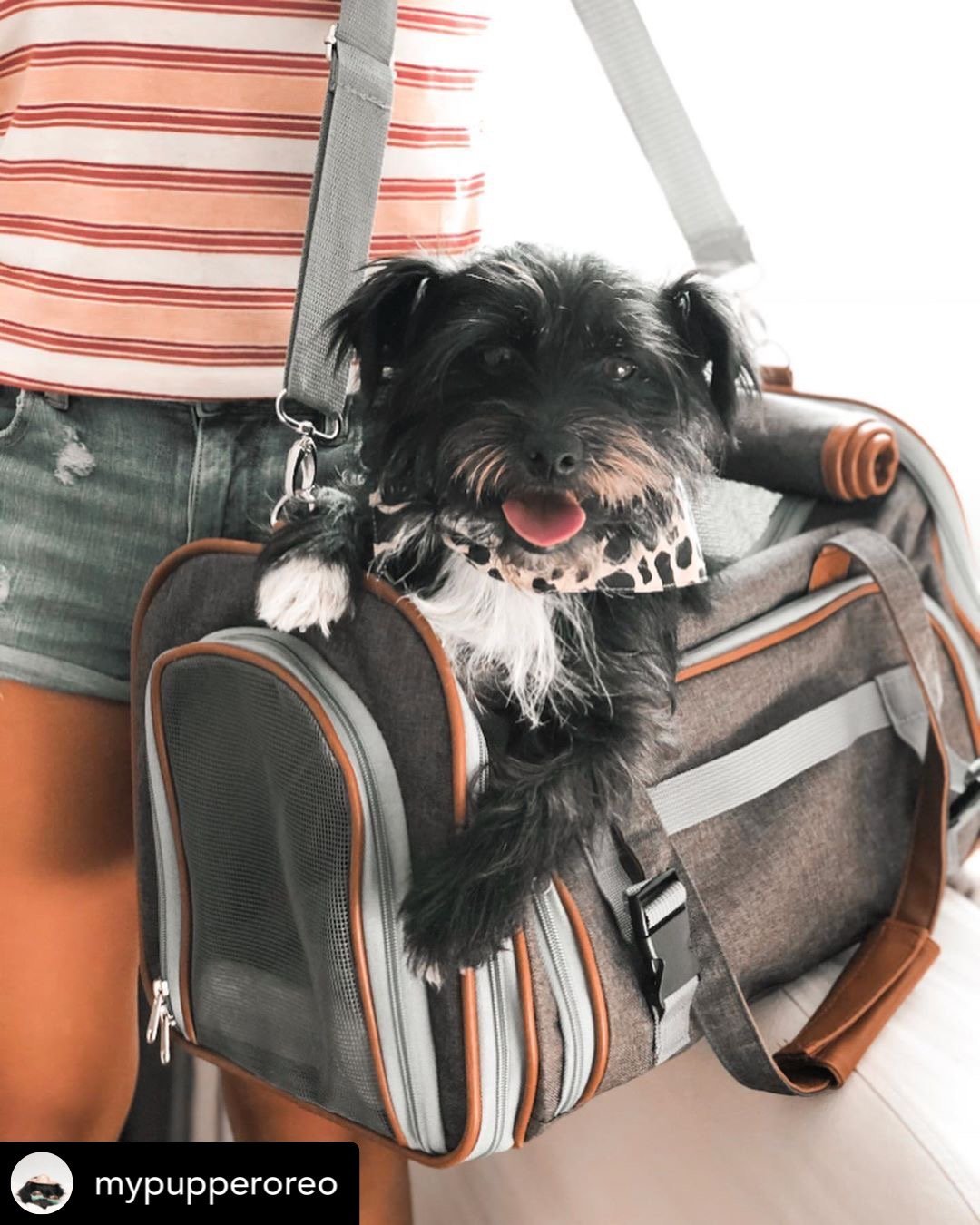 Paws on the Go