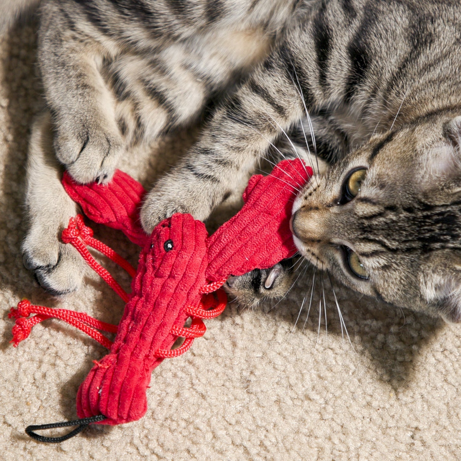 Whisker Picks
